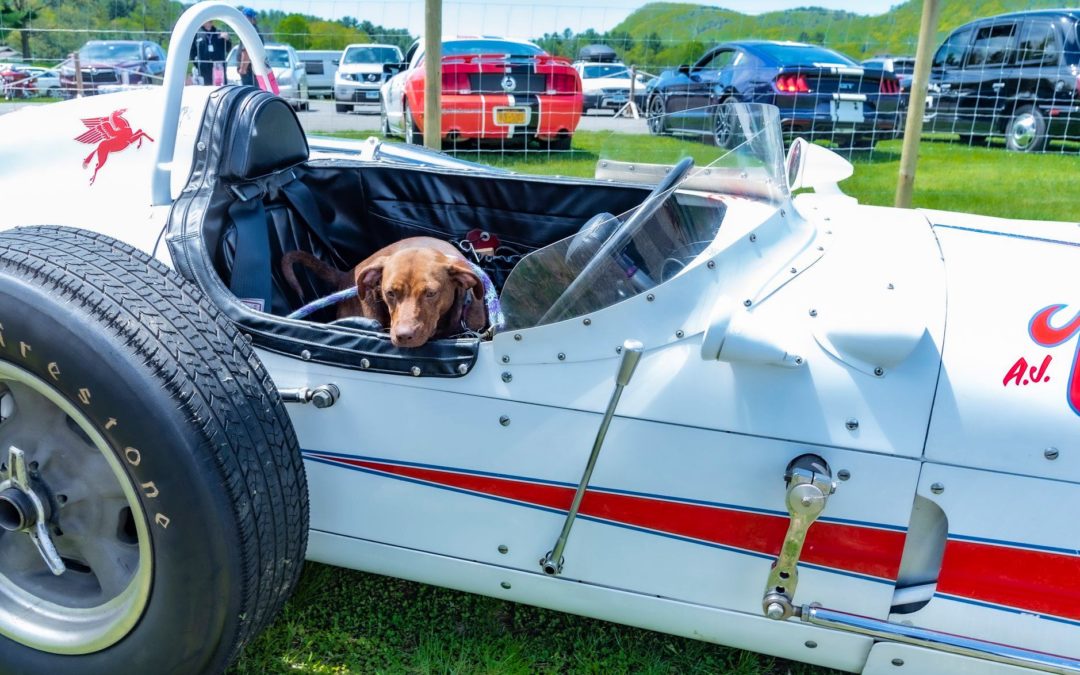 Lime Rock Park Hosts The Little Guild’s Great Country Mutt Show