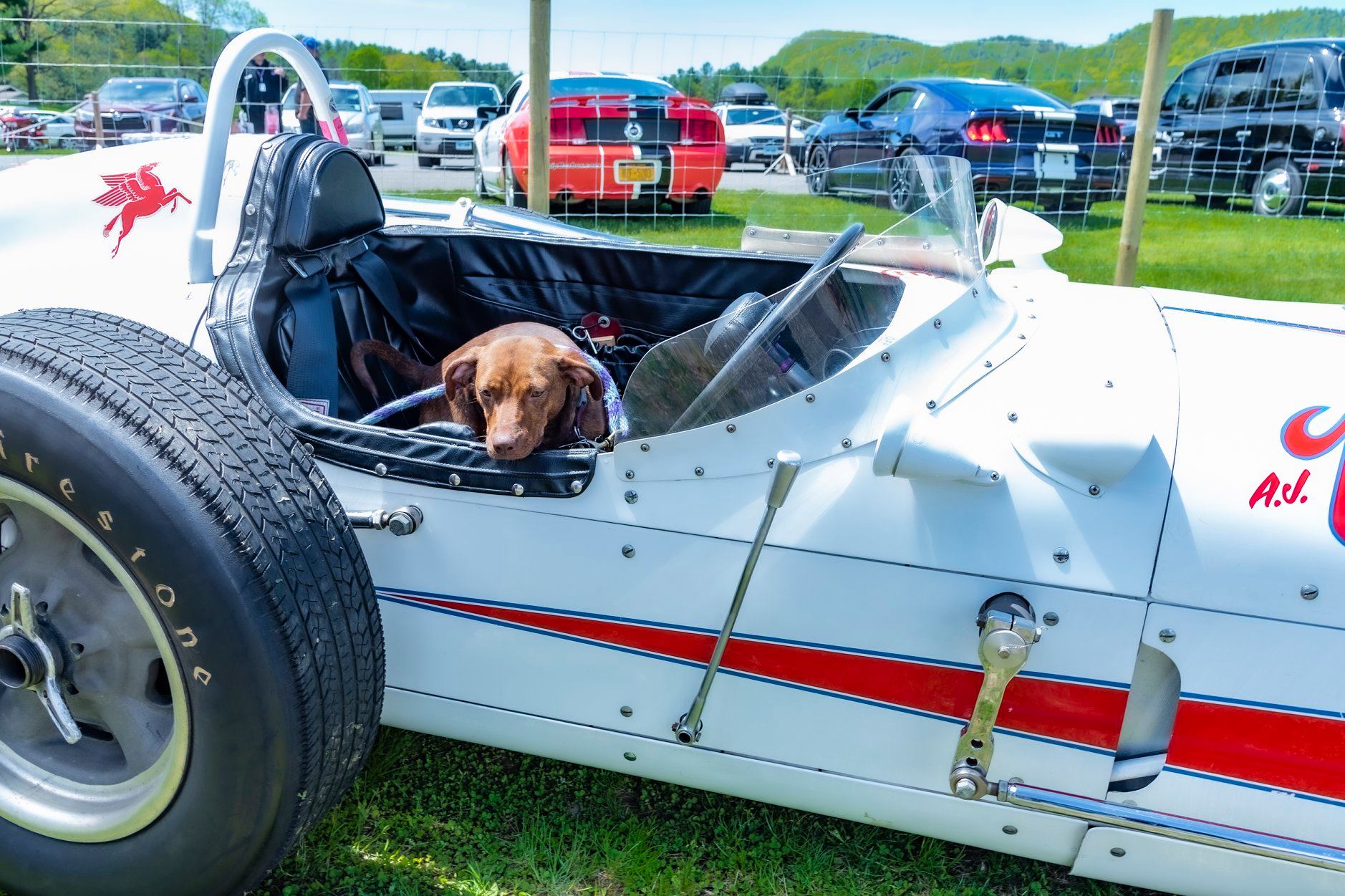Lime Rock Park Hosts The Little Guild's Great Country Mutt Show Lime